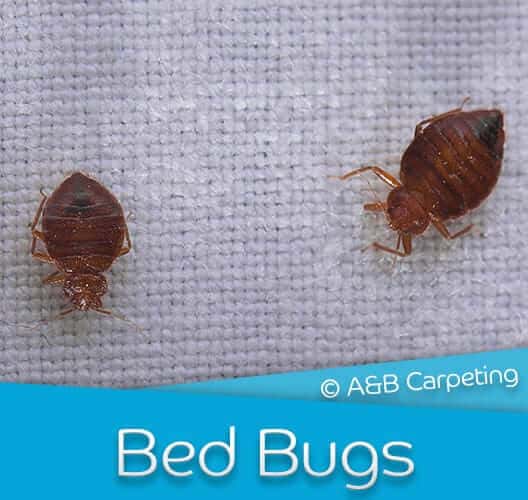 Bed Bug Treatment - Brooklyn